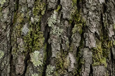 Mossy Tree Bark Macro Texture