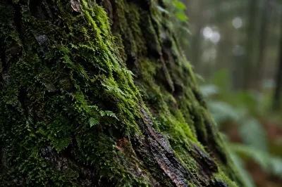 Moss Covered Tree Trunk Macro Texture