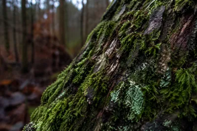 Moss Covered Tree Trunk Macro Texture