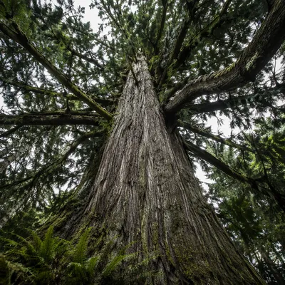Ancient Evergreen Canopy From Forest Floor