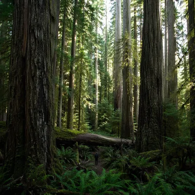 Ancient Old-Growth Forest with Giant Trees