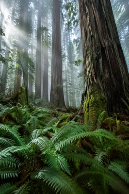Ancient Old Growth Forest with Giant Trees