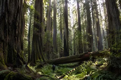 Ancient Old-Growth Forest with Giant Trees