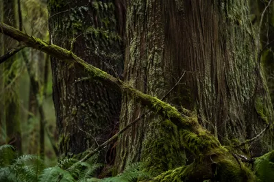Ancient Forest Trunks with Mossy Fern Floor