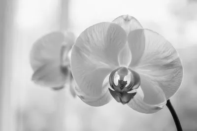 Delicate Monochrome Orchid in Soft Light