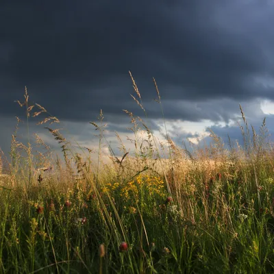 Moody Overcast Sky Above Summer Meadow