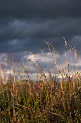 Moody Overcast Sky Above Summer Meadow