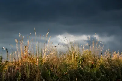 Moody Overcast Sky Above Summer Meadow