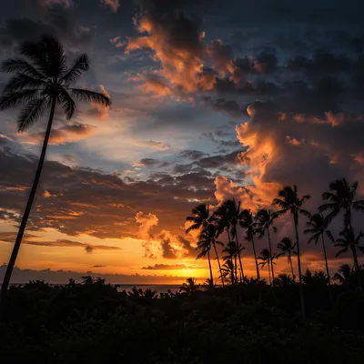 Palm Silhouettes Against Tropical Orange Sunset