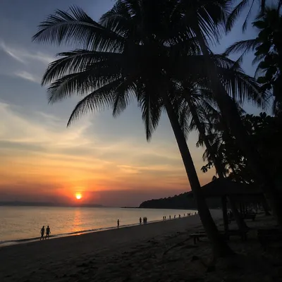 Palm Silhouettes Over Tropical Sunset Shore