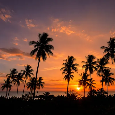 Palm Silhouettes at Tropical Orange Sunset