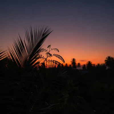 Tropical Palm Silhouettes at Orange Sunset