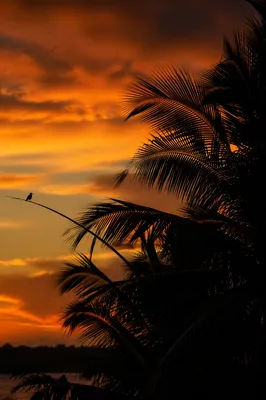 Tropical Palm Silhouettes at Orange Sunset