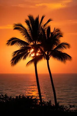 Palm Tree Silhouettes at Tropical Sunset