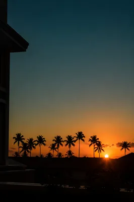 Palm Tree Silhouettes at Tropical Sunset