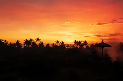 Tropical Palm Silhouettes at Orange Sunset