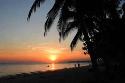 Tropical Palm Silhouettes at Orange Sunset