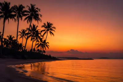 Palm Tree Silhouettes at Tropical Sunset