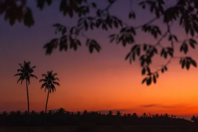 Tropical Palm Silhouettes at Orange Sunset