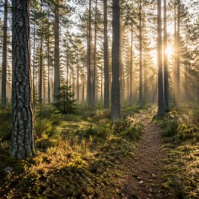 Morning Sunlit Pine Forest Trail