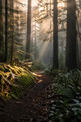 Morning Sun Through Pine Forest Trail