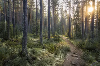 Morning Sunlit Pine Forest Trail