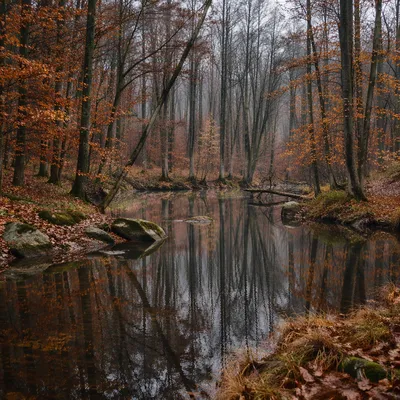Still Autumn Pond with Forest Reflections