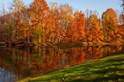 Autumn Trees Reflected in a Quiet Pond