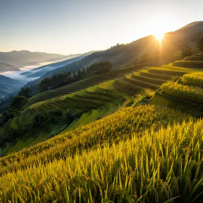 Sunrise Over Green Asian Rice Terraces