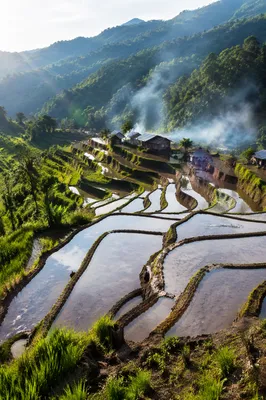 Emerald Rice Terraces on Asian Mountainside