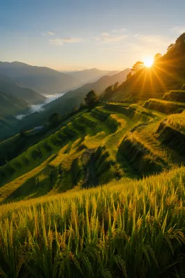 Sunrise Over Green Asian Rice Terraces