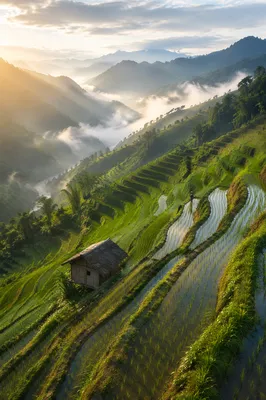 Misty Emerald Rice Terraces at Sunrise