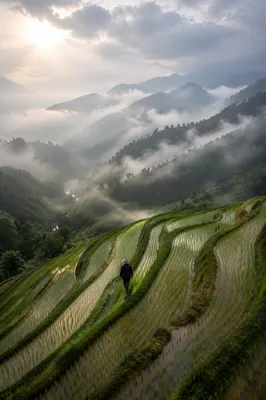 Emerald Rice Terraces on Misty Mountainside