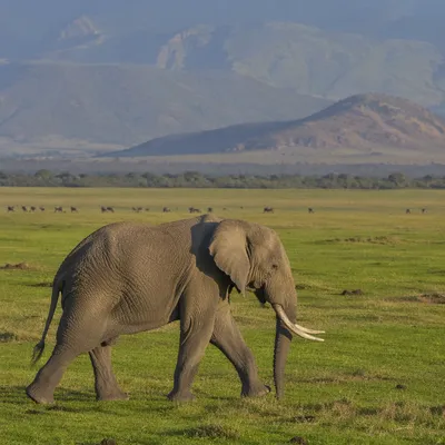 Elephant Crossing Lush African Savanna