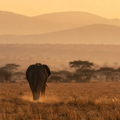 Elephant Silhouette in African Savanna Sunset