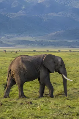 African Elephant Crossing Green Savanna Plains