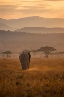 Elephant Walking Through Golden Savanna Sunset