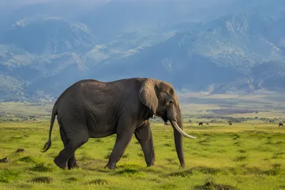 Elephant Crossing Green African Savanna