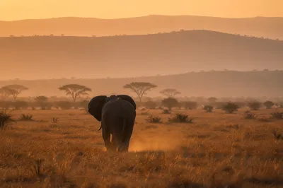 Elephant Silhouette at African Savanna Sunset