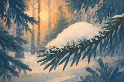 Snow Covered Pine Branch in Winter Forest