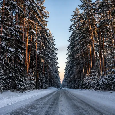 Snowy Pine Forest Road at Sunset