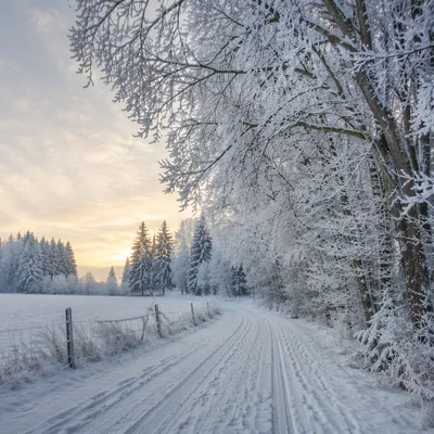 Snowy Pine Forest Country Path