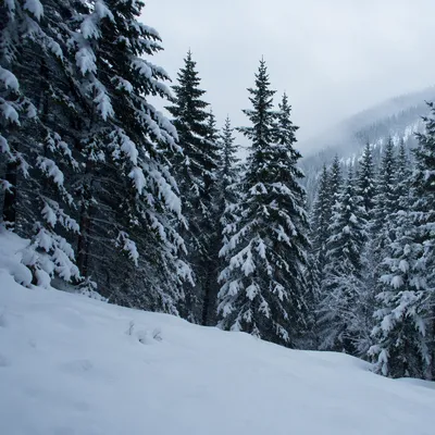 Snow Covered Pine Forest Winter Wonderland