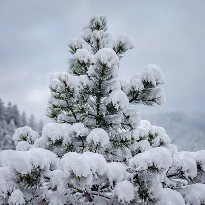 Snow Covered Pine Tree Winter Wonderland