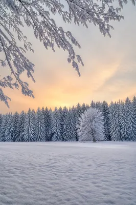 Snowy Pine Forest Winter Wonderland Meadow