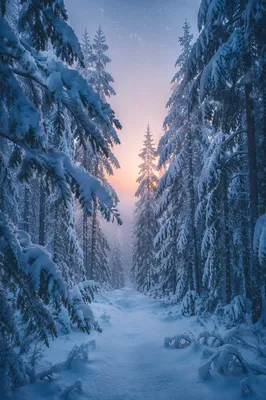 Snow Covered Pine Forest Winter Path