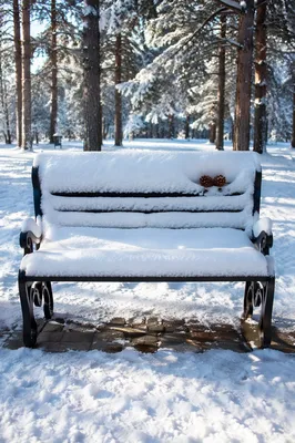 Snowy Park Bench in Winter Pines