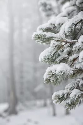 Snow Covered Pine Branches in Winter Forest