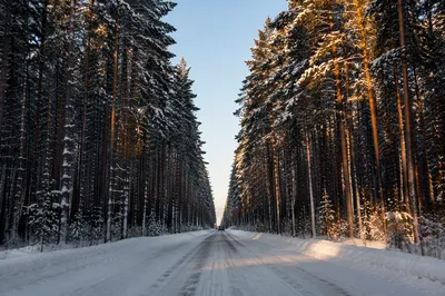 Snowy Pine Forest Road at Sunset
