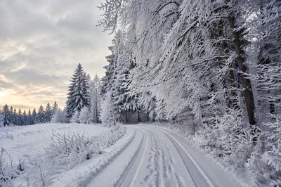 Snowy Pine Path in Winter Wonderland